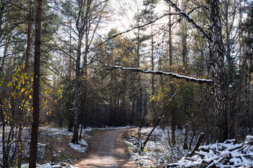 Snowy Path Through the Autumn Forest