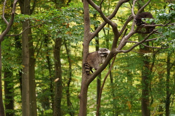 Hirsch, Reh und Natur 