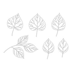 Obraz premium Collection of delicate leaf silhouettes isolated on white background
