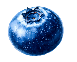 Watercolor Painted Blueberry with Speckled Texture