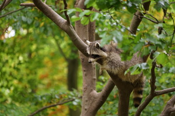 Waschbär 
