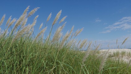Fototapeta premium Golden beach grass sways gently against a clear summer sky