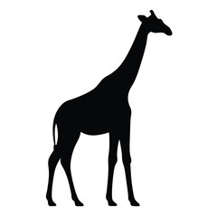 Fototapeta premium Elegant giraffe silhouette standing tall against a clean white background vector design