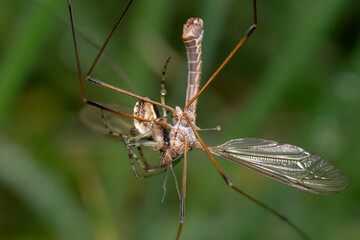 Spinne gegen Tipula