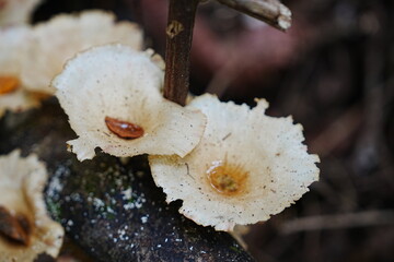 Lentinus mushrooms and fungi grow on a tree in an autumn forest with moss and leaves