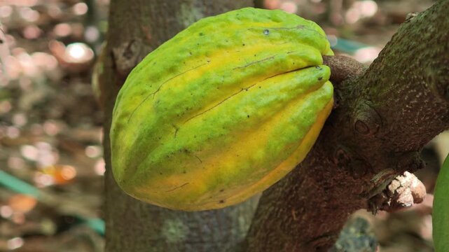 Cocoa pods hanging on tree in cocoa plantation