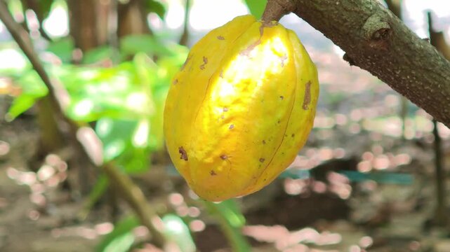Cocoa pods hanging on tree in cocoa plantation