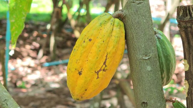 Cocoa pods hanging on tree in cocoa plantation