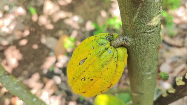 Cocoa pods hanging on tree in cocoa plantation