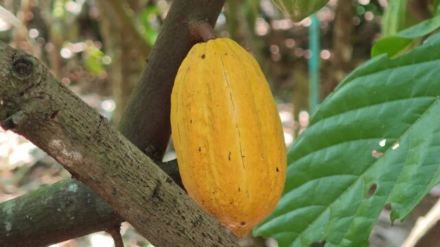 Cocoa pods hanging on tree in cocoa plantation
