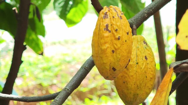 Cocoa pods hanging on tree in cocoa plantation