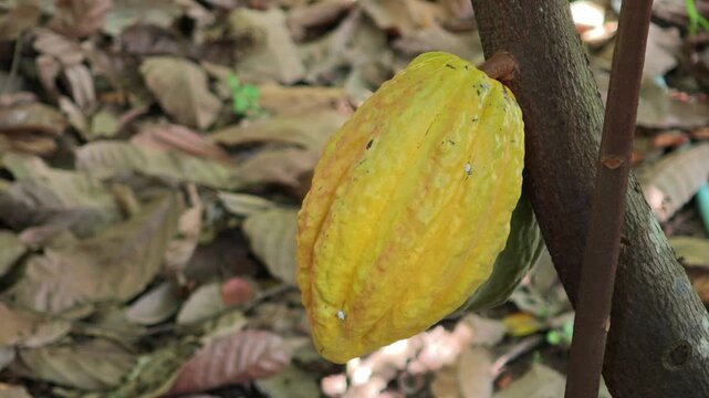 Cocoa pods hanging on tree in cocoa plantation
