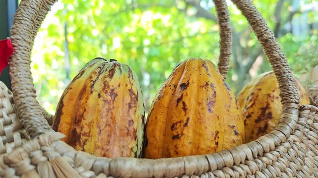 Ripe yellow cocoa pod in a basket on table