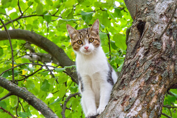 The cat sits high in a tree and looks at the camera. The cat climbed a pear tree