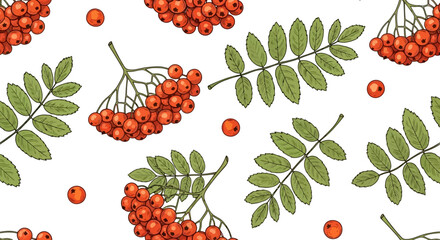 Seamless pattern of rowan berries and leaves on a white background, botanical illustration.