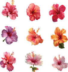 collection of flowers