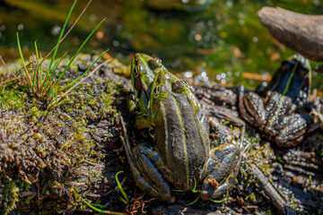 Im goldenen Herbstlicht ruhen zwei Wasserfrösche eng beieinander – wie kleine Smaragde am Ufer,...