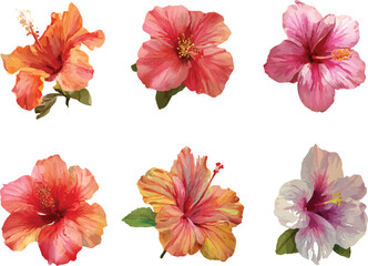 collection of flowers