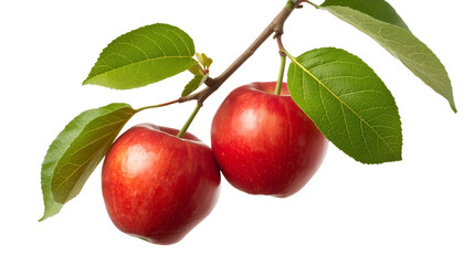 Obraz premium Ripe red apples hanging on a branch in a sunny orchard