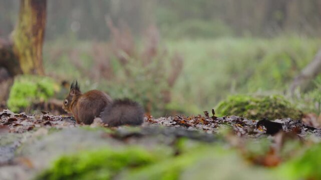 Slow motion rack focus from white black ground bird to red squirrel foraging in forest clearing