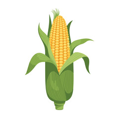 Fresh ripe yellow corn cob with green leaves on a white background.