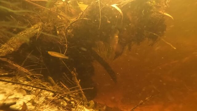 underwater view of Searys Creek with clear brown tannin water, fast current, and native fish exploring the creek bed