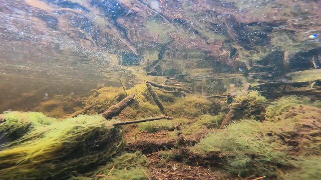 Real underwater scene of Searys Creek ecosystem showing rapid flow, native fish life, and lush aquatic vegetation in tannin water