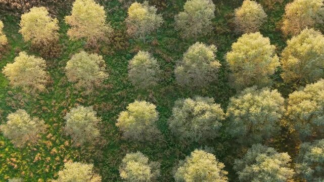 Aerial top-down drone footage over a golden autumn wood near Ware, Hertfordshire. Perfect rows of trees form a triangular pattern, glowing in low 5pm sunlight as the canopy deepens left to right.