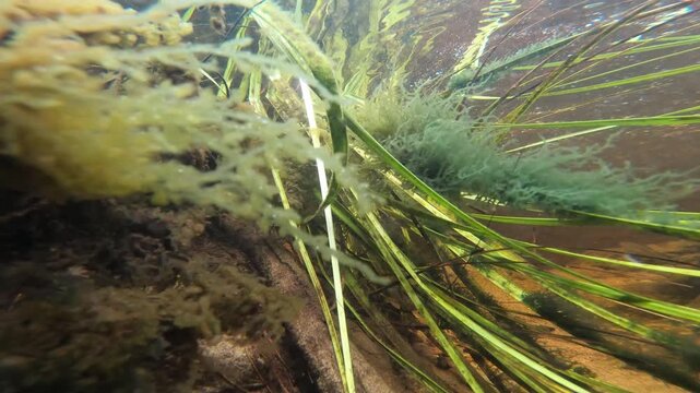 Cinematic underwater scene in Searys Creek with rainbowfish and gudgeons swimming through flowing current and native vegetation