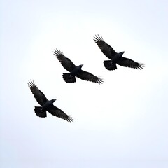 Obraz premium Three Majestic Black Crows Soaring Gracefully with Outstretched Wings Against a Clear Pale Sky