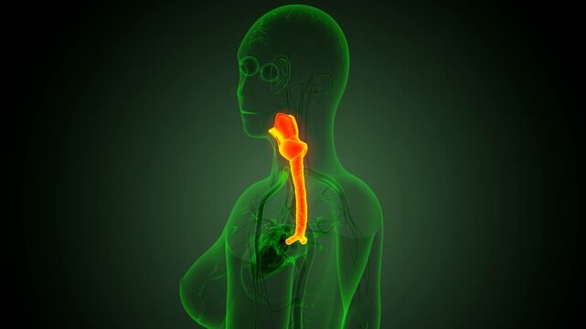 Human thyroid anatomy. 3d illustrations