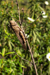 A brown beach locust, Aiolopus strepens at the Archaeological Circuit in Vale Fuzeiros in Vilarinha, Algarve, Portugal
