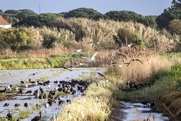 Glossy ibis, Plegadis falcinellus and seagulls at Porto Palafita da Carrasqueira in Portugal