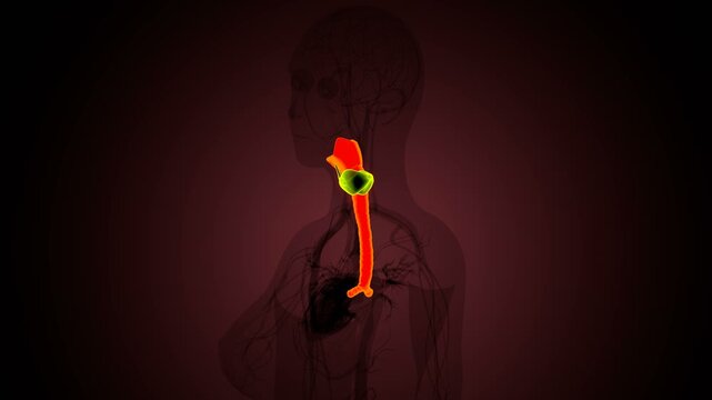 Human thyroid anatomy. 3d illustrations