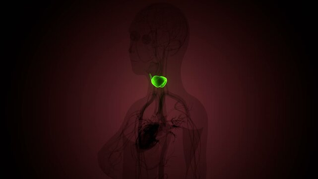 Human thyroid anatomy. 3d illustrations