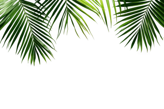 Lush green palm leaves casting shadows on a stark black background tropical foliage