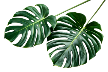 Two Monstera leaves with cutouts on white background