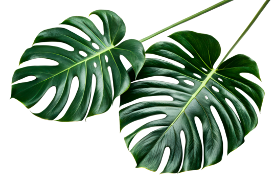 Two Monstera leaves with cutouts on white background