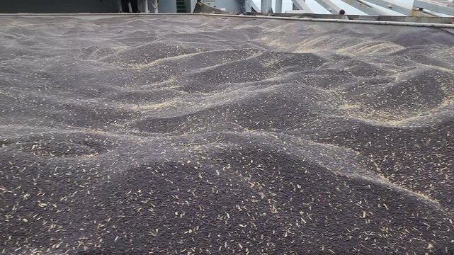 Completion of loading of rapeseeds in bulk