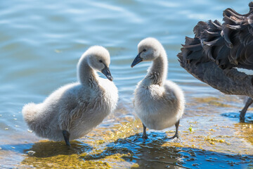 Black swan cygnets in the lake