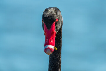 Black swan portrait