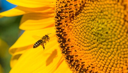 Close-up of a bee in mid-flight near a vibrant sunflower