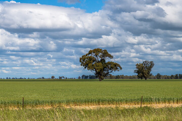 Clouds over the green pastures in the Riverina countryside