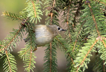 Goldcrest, regulus regulus. A bird searches for prey in the branches of a Christmas tree