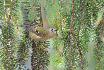 Goldcrest, regulus regulus. A beautiful little bird sits on a fir branch, looking up