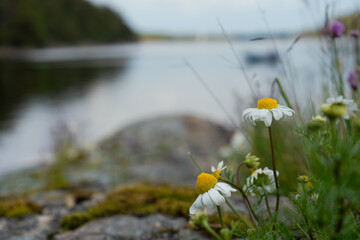 Chamomile flowers on the shore of a Baltic sea
