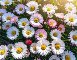 Obraz premium Meadow with lots of white and pink spring daisy flowers in sunny day