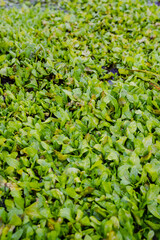 Fototapeta premium Lush green water plants beautifully covering a tranquil surface create a serene atmosphere that supports various ecosystems while enhancing the overall aesthetic of natures vibrant landscapes