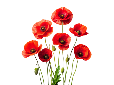 Red poppies, poppy flowers, red floral, bright blossoms, nature flowers, garden poppies, vibrant petals, botanical flowers, summer poppies, fresh bloom