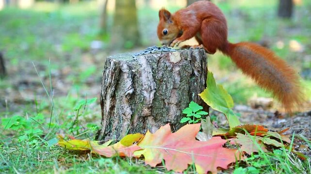 A curious squirrel quickly jumps onto a wooden stump surrounded by autumn leaves in the bright sunshine of a park, showing off the playful movement and agility of wildlife.